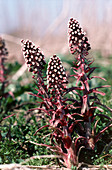 Butterbur Petasites hybridus