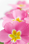 Primrose flowers