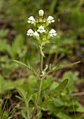 Cut-leaved self-heal Prunella laciniata