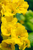 Yellow primula (Primula polyanthus)