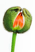 Poppy bud (Papaver sp.)