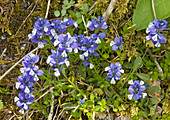 Chalk milkwort (Polygala calacarea)