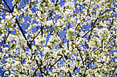 Plum blossom (Prunus sp.)