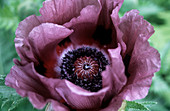 Oriental poppy (Papaver orientale)