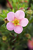 Potentilla fruticosa 'Pink beauty' flower