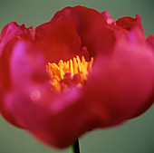 Peony flower (Paeonia sp.)