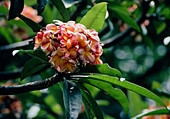 Frangipani flower (Plumeria tricolor)