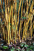 Phyllostachys bambusoides 'Castillonii'