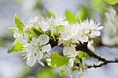 Plum blossom (Prunus sp)