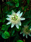 Passiflora caerulea Constance Elliot