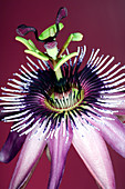 Passion flower (Passiflora amethystina)