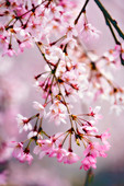 Cherry blossom (Prunus subhirtella)