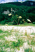 Saxifrage (Pimpinella major)