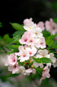 Japanese cherry (Prunus serrulata)
