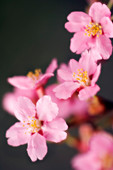 Peach blossom (Prunus persica)