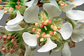 Pear flower (Pyrus communis)