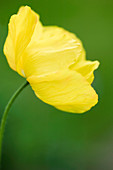 Poppy flower (Papaver sp.)