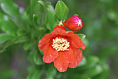 Pomegranate flower (Punica granatum)