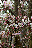 Cherry blossom (Prunus 'Pandora')