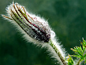 Pasque flower bud (Pulsatilla vulgaris)