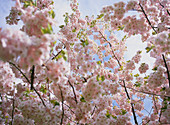 Cherry blossom (Prunus sp.)