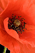 Poppy flower (Papaver sp.)