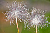 Pulsatilla pratensis seed heads