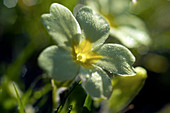 Primrose (Primula sp.)