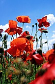 Field poppies