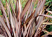 New Zealand flax (Phormium 'Bronze Baby')
