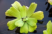 Water cabbage (Pistia stratiotes)