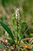 Alpine bistort (Polygonum viviparum)