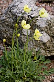 Lapland poppies (lapponicum kvaenangense)