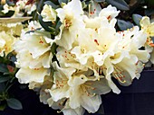 Rhododendron 'Patty Bee'