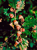 Quercus robur acorns