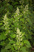 Quinoa,Chenopodium quinoa