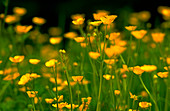 Ranunculus acris