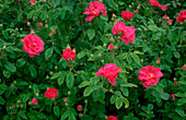 Rosa gallica var officinalis