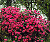 Rhododendron Cynthia