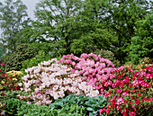 Rhododendrons