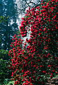 Rhododendron arboreum