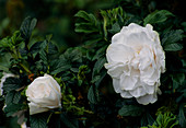 Rosa Blanche Double de Coubert