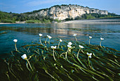 Ranunculus fluitans