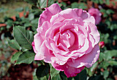 Rosa The Queen Elizabeth