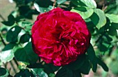 Rosa William Shakespeare 2000