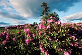 Rhododendron ponticum