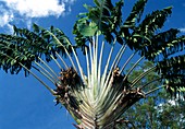 Traveller's palm