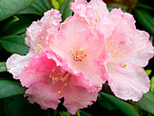 Rhododendron 'Morning Cloud'