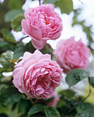 Roses (Rosa 'Constance Spry')