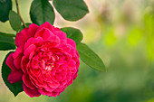 Garden rose (Rosa sp.)